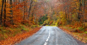 Fall road representing changing life seasons