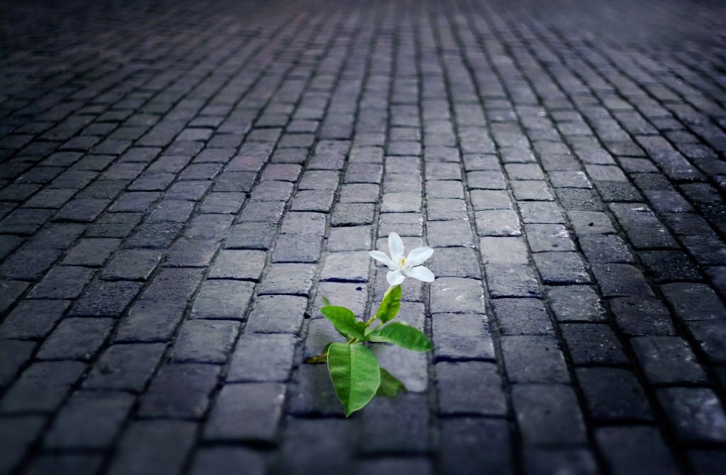 white flower growing on street ,tile old brick floor at night
