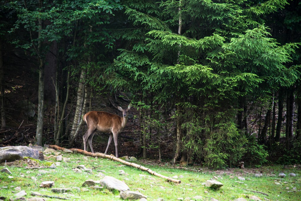 Deer in the Woods