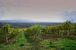 vigneti terre di vini